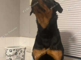 Make Rottweiler