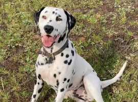 Dalmatian Stud Dog