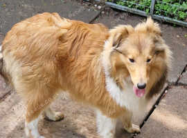 Shetland Sheepdog House Pet