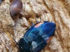 SAPPHIRE ROACH NYMPHS