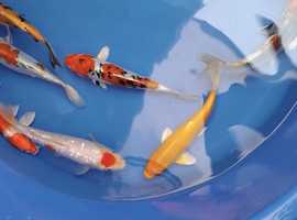 koi carp available