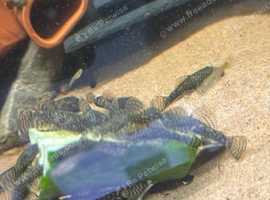 Common plecs