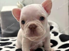 6 beautiful kc registered French bulldogs