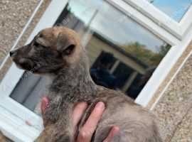 2 females left, Bennington bull greyhound x wheaten x deerhound x greyhound message for details