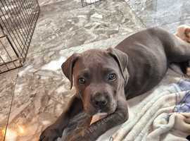 8 week old female cane corso puppies