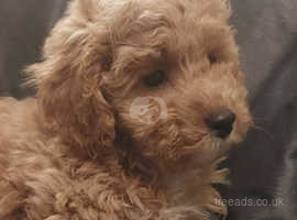 Cavapoo puppies deals available now