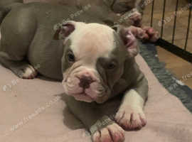 English bulldog best sale for sale