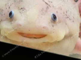 Axolotl
