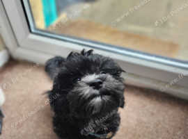 Bichon havanese