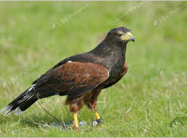 Harris hawk