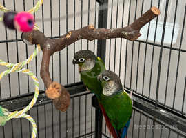 Sell these 2 lovely birds