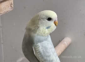 Gorgeous Baby Budgies