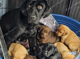 Lovely Labrador Pups