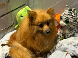 Pomeranian girl for sale