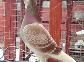 Racing pigeons