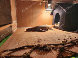 Bosc monitor