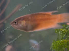 Paradise tropical fish