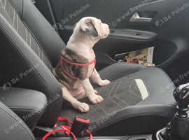 10 week old Alapaha blue blood x cane corso
