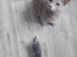 Burmese cross beautiful boy kitten