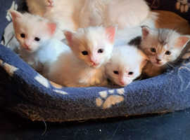 Pure Maine coon kittens FULLY vaccinated and chipped
