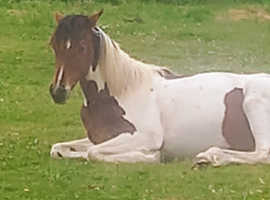 Schooling a Yearling