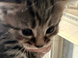 Maincoon Cross kittens