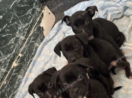 Jack Russell mix puppies ready for their forever homes