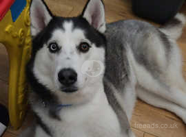 Handsome 3 year old Husky for sale