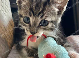 RAGDOLL MIX MALE KITTEN READY NOW