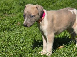 Whippet litter. pet/show. 3 male left :)