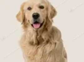 ***wanted* we want to rehome golden retriever****