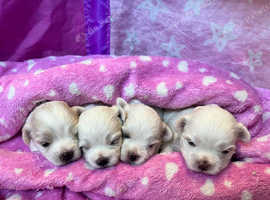 Pedigree Maltase puppies