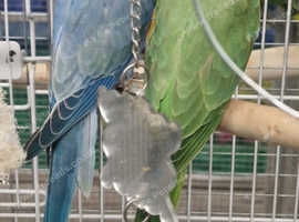 Baby 10 Weeks Old Ringneck Parrots in Wolverhampton WV1 on Freeads