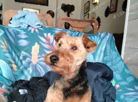 Welsh terrier girl for sale