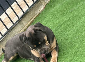 Boy/Male looking for his forever home