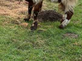 Golden Guernsey x Boar billy looking for loving home.