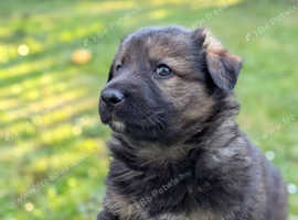 Stunning German Shepherdx Collie Puppies looking for fur-ever homes!!