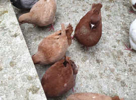 King pigeons  for sale