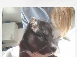 Beautiful Siberian huskey pups