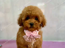 TOY POODEL BEAUTIFUL GIRLREADY NOW