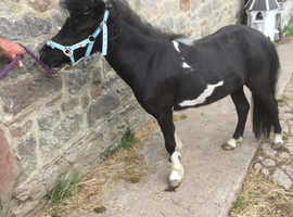 Miniature horse