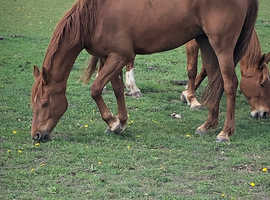 For hacking loan only 10 year old warmblood mare
