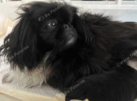 Stunning Pekingese Puppies
