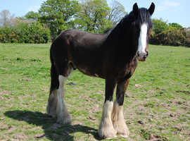 3yo Shire Gelding
