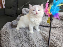 Ragdoll kittens