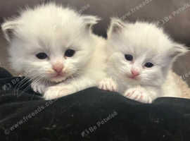 Adorable Ragdolls Kittens