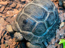 Tortoise (aldabra) 1 Year Old in Tadworth on Freeads Classifieds ...