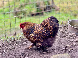 *Rare* x6 Gold Laced Split Lavender Pekin Bantam Hatching Eggs