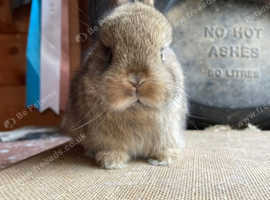 Stunning baby purebred Netherland Dwarfs