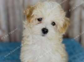 Gorgeous puppies for final discount sale